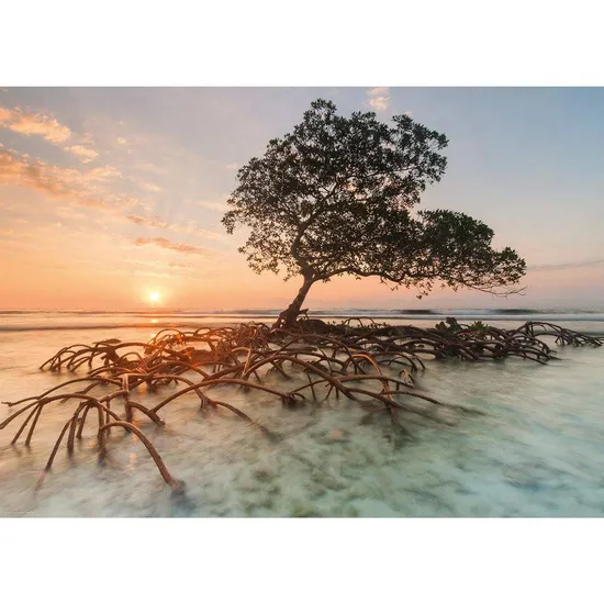 Red Mangrove - A 1000 Piece Jigsaw Puzzle - Image 2